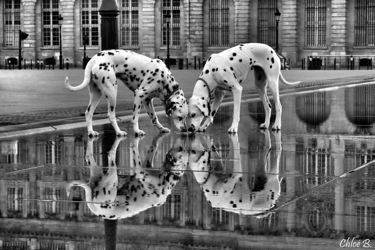 Далматины целуются