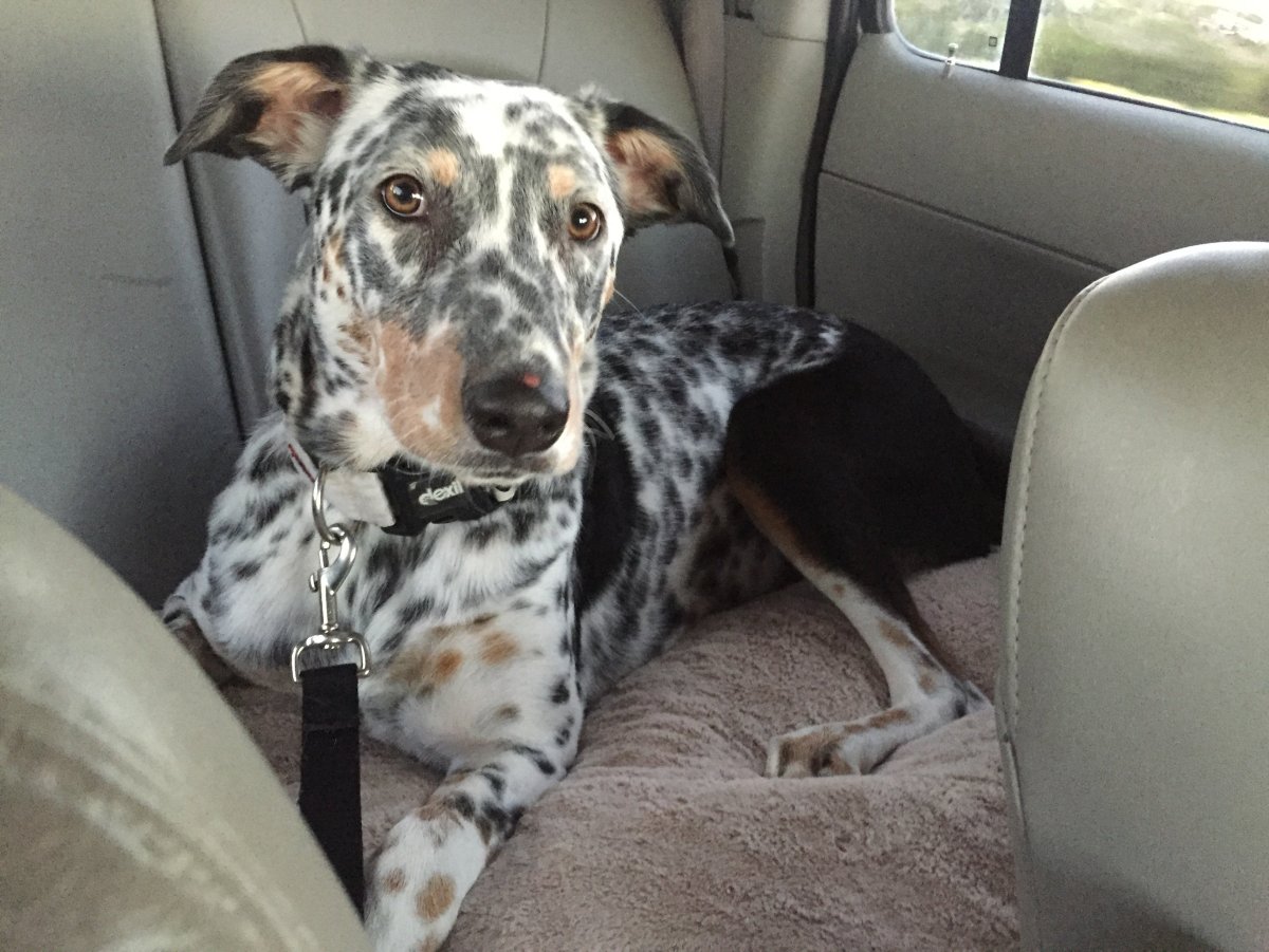 Смесь добермана и далматинца