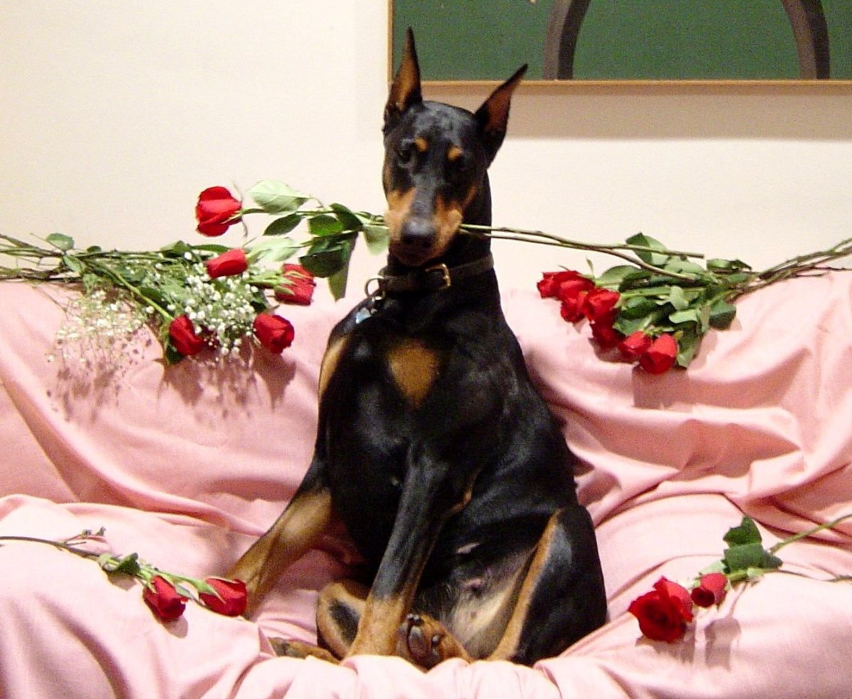 Далматин породы охотничьих собак