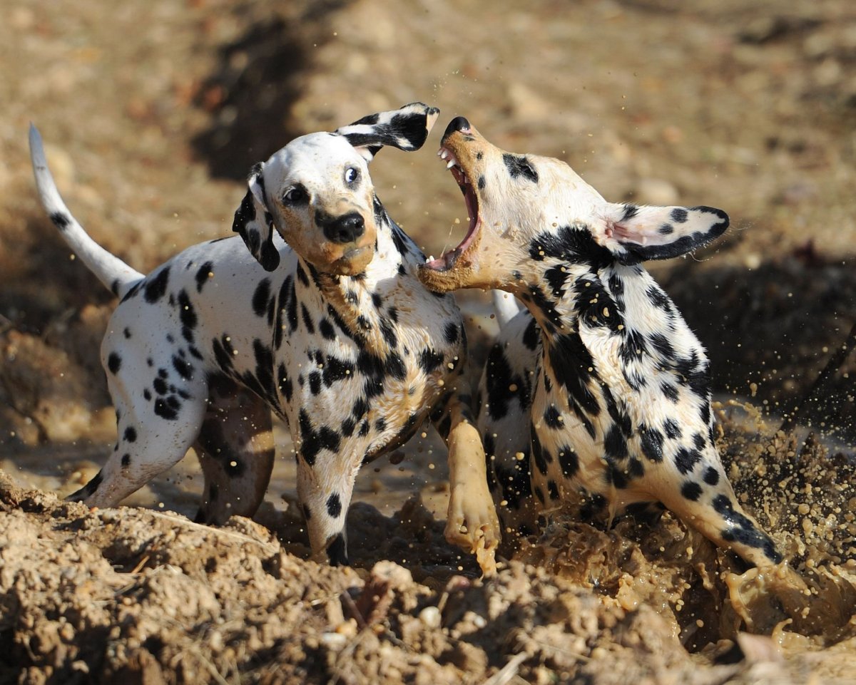 Доберман и далматинец