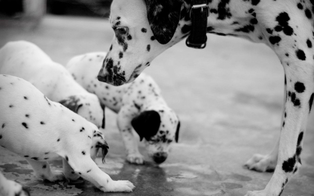 Фотосессия с далматинцами детская