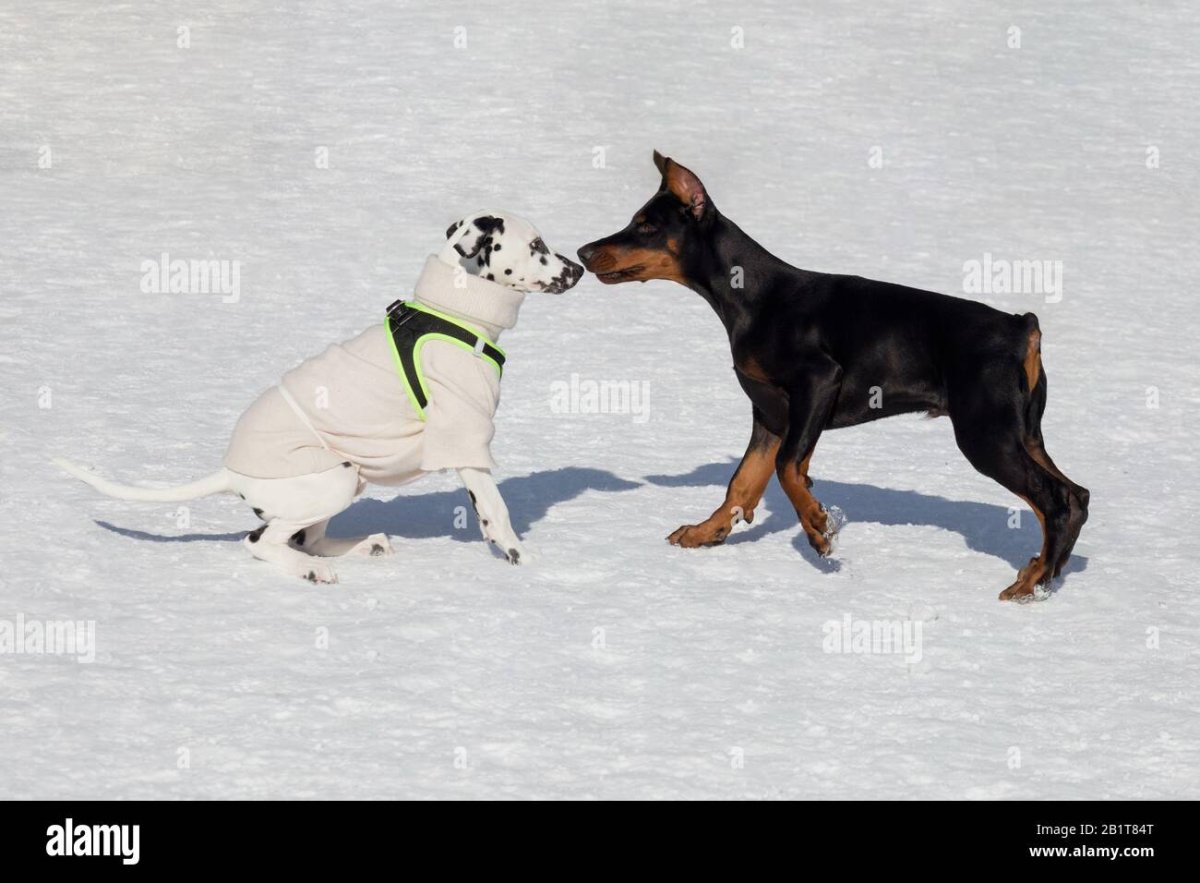 Далматин и золотистый ретривер