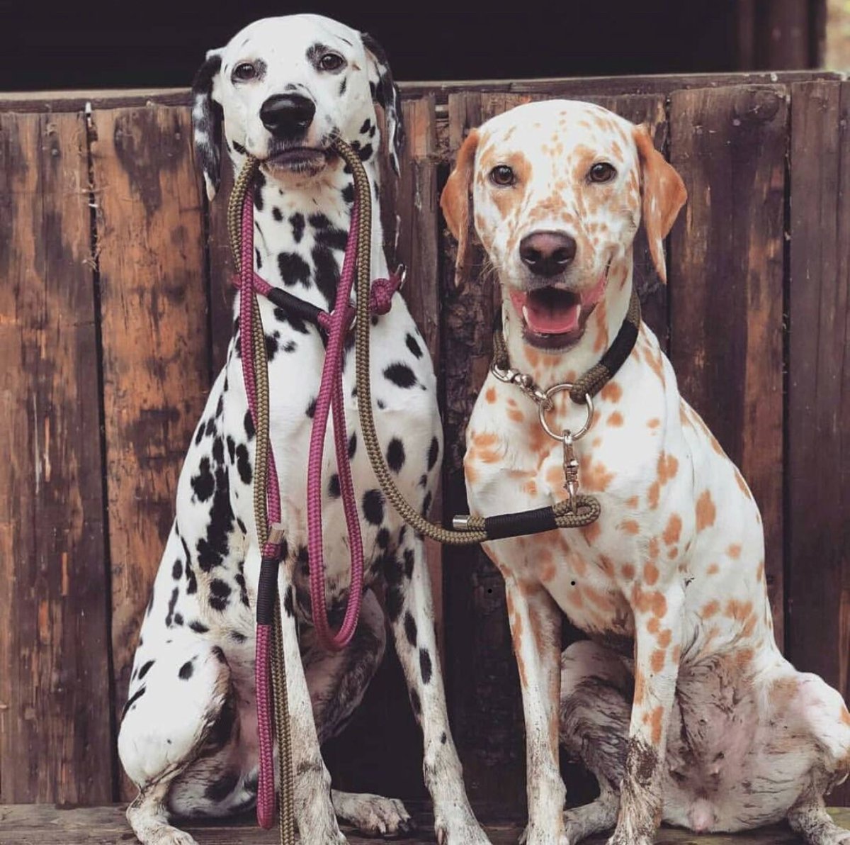 Доберман и далматинец