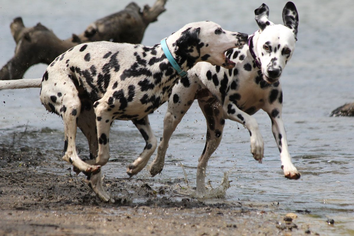 Собаки породы далматинец