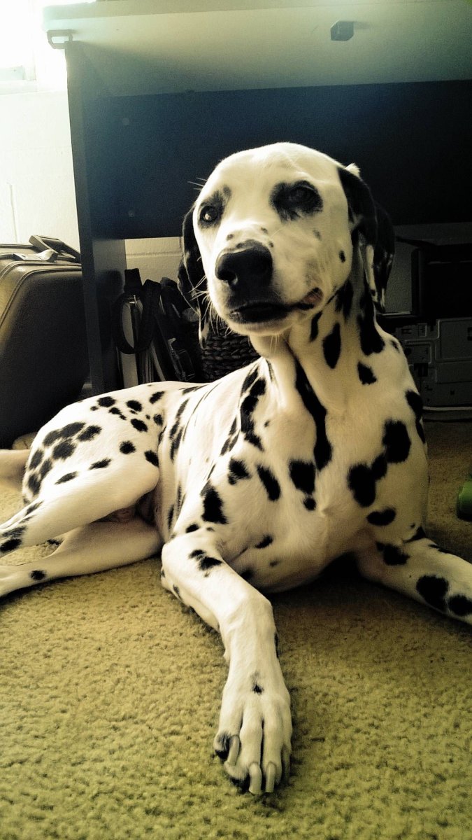 Метис далматина и добермана