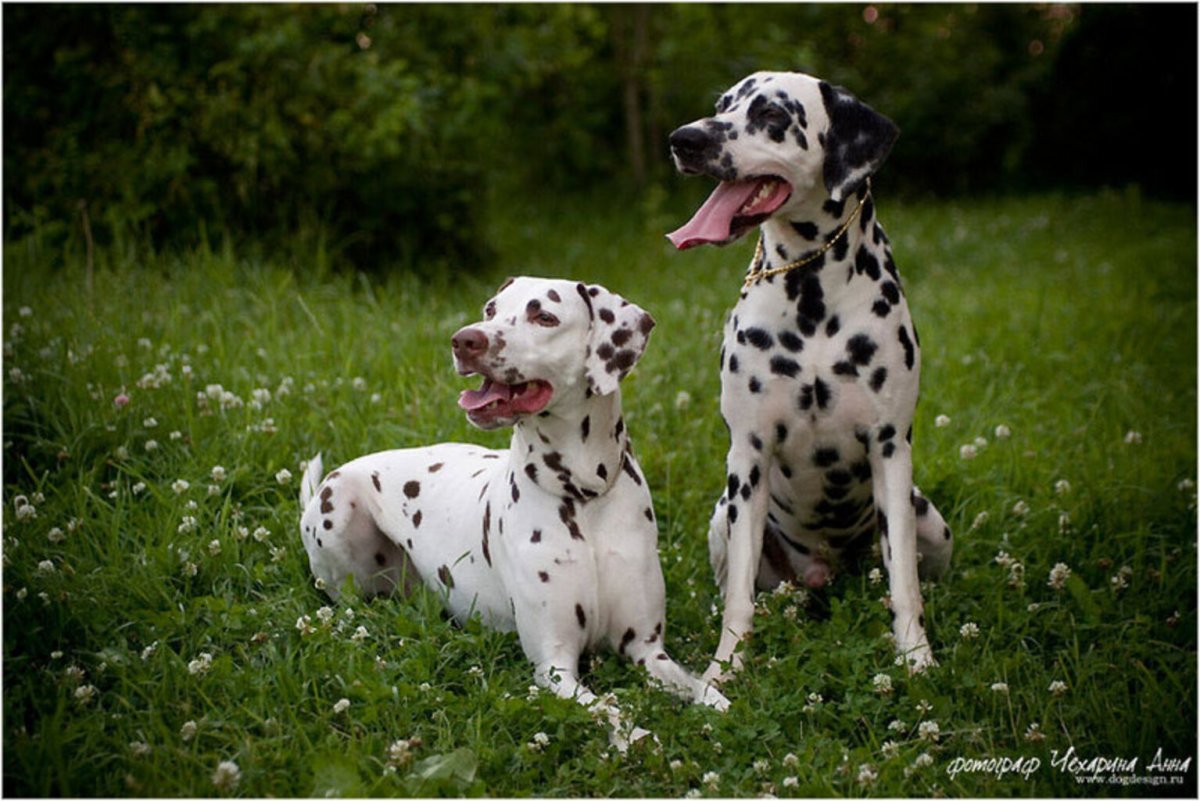 Амстафф далматинец