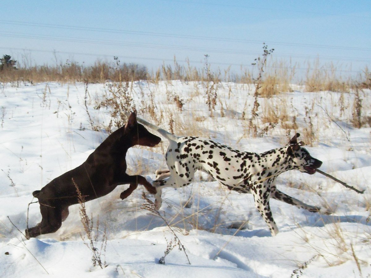 Карева Маргарита Далматинцы