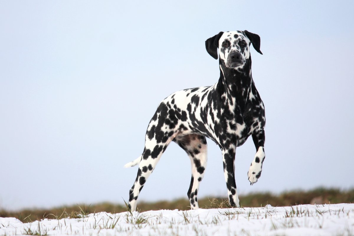 Доберман и далматинец