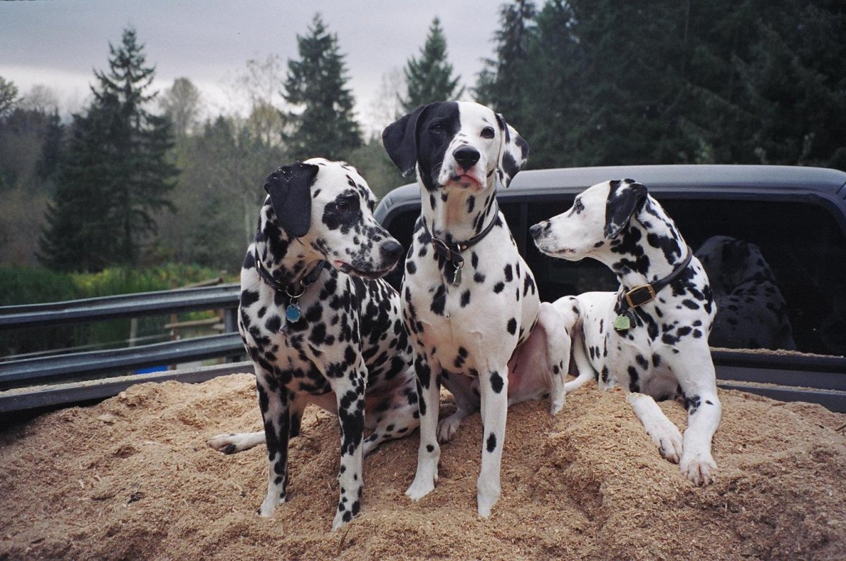 Улица далматинцев 101 Долли и Дилан арт