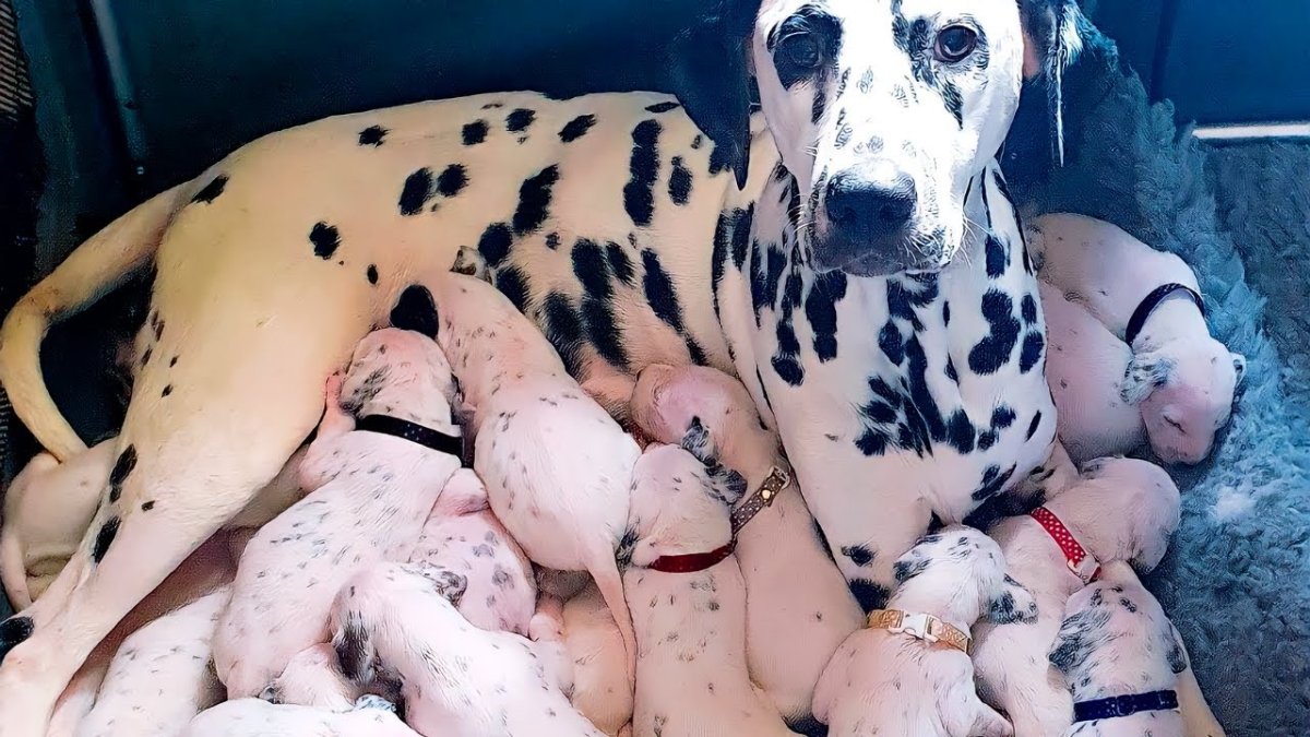 Доберман собака с человеком