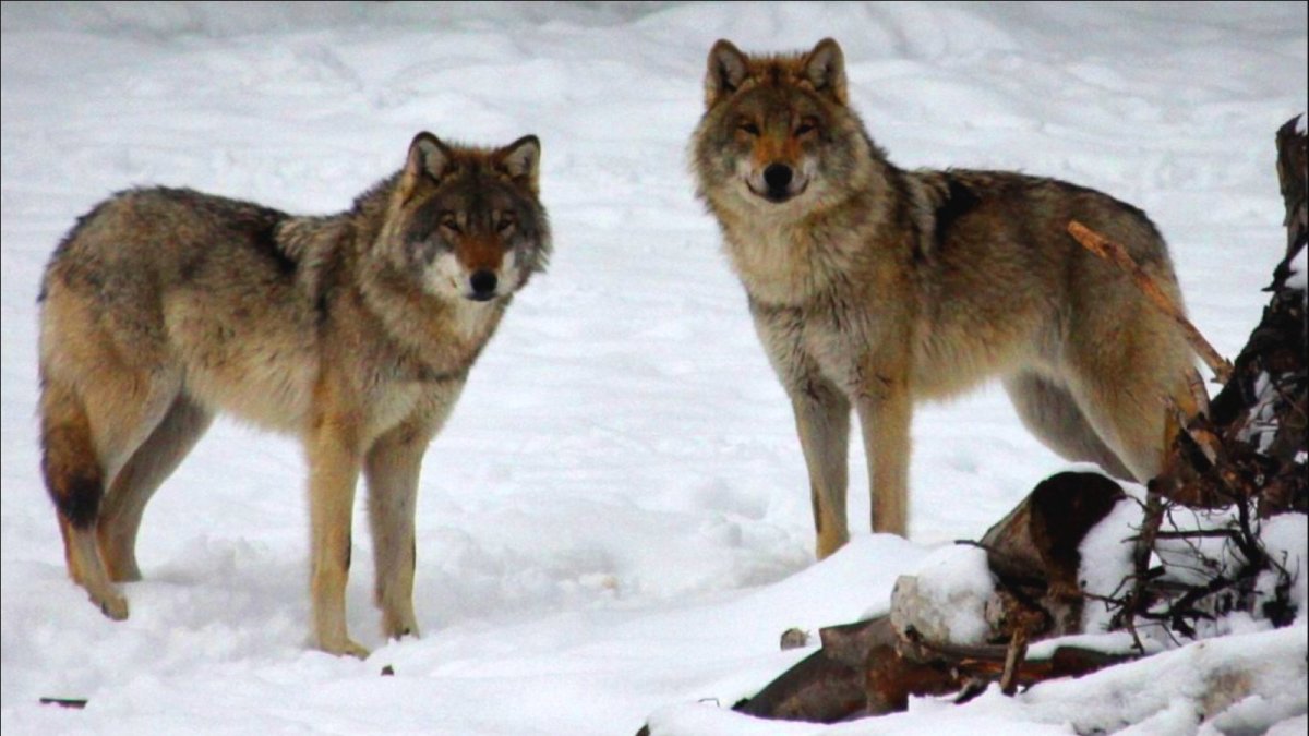 Волки в Волгоградской области