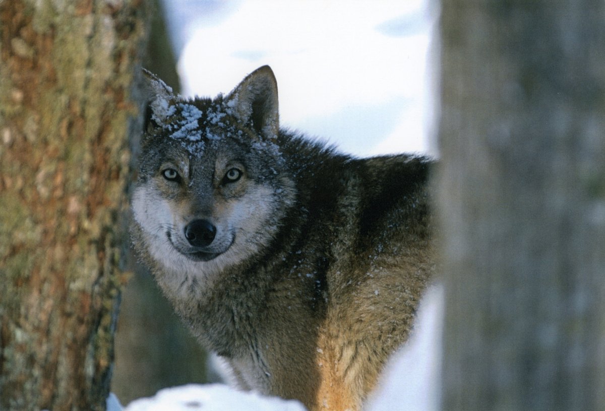 Баргузинский заповедник волк