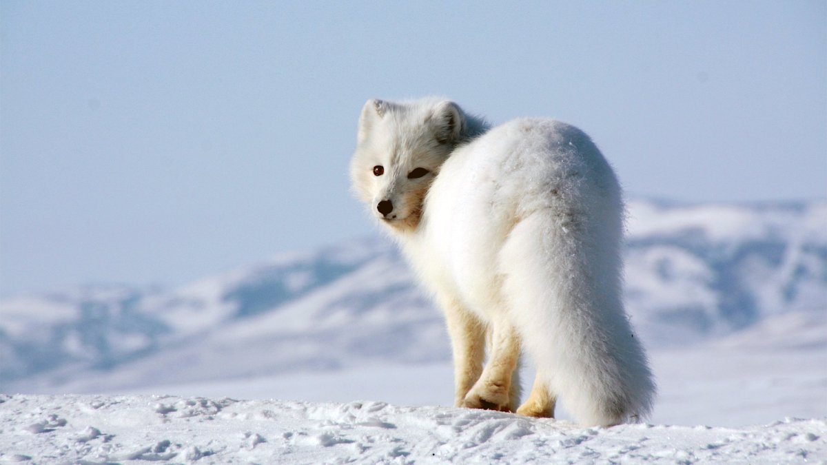 Северный полюс песец