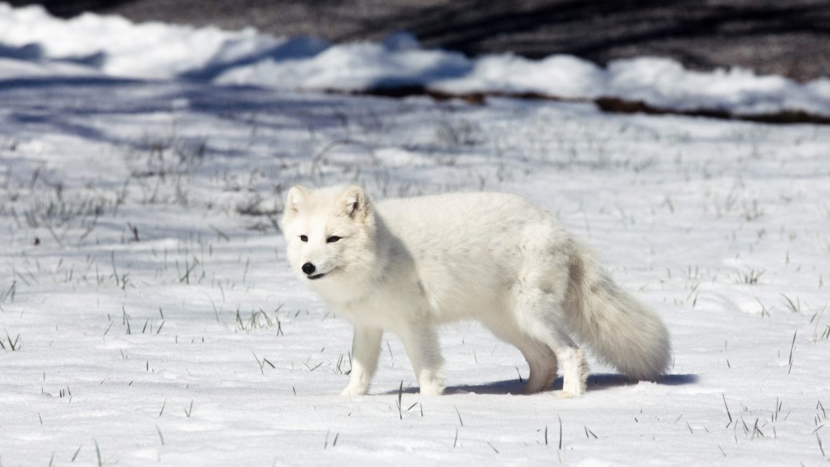 Таймырский заповедник песец