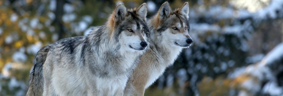 Полярный волк в Арктике