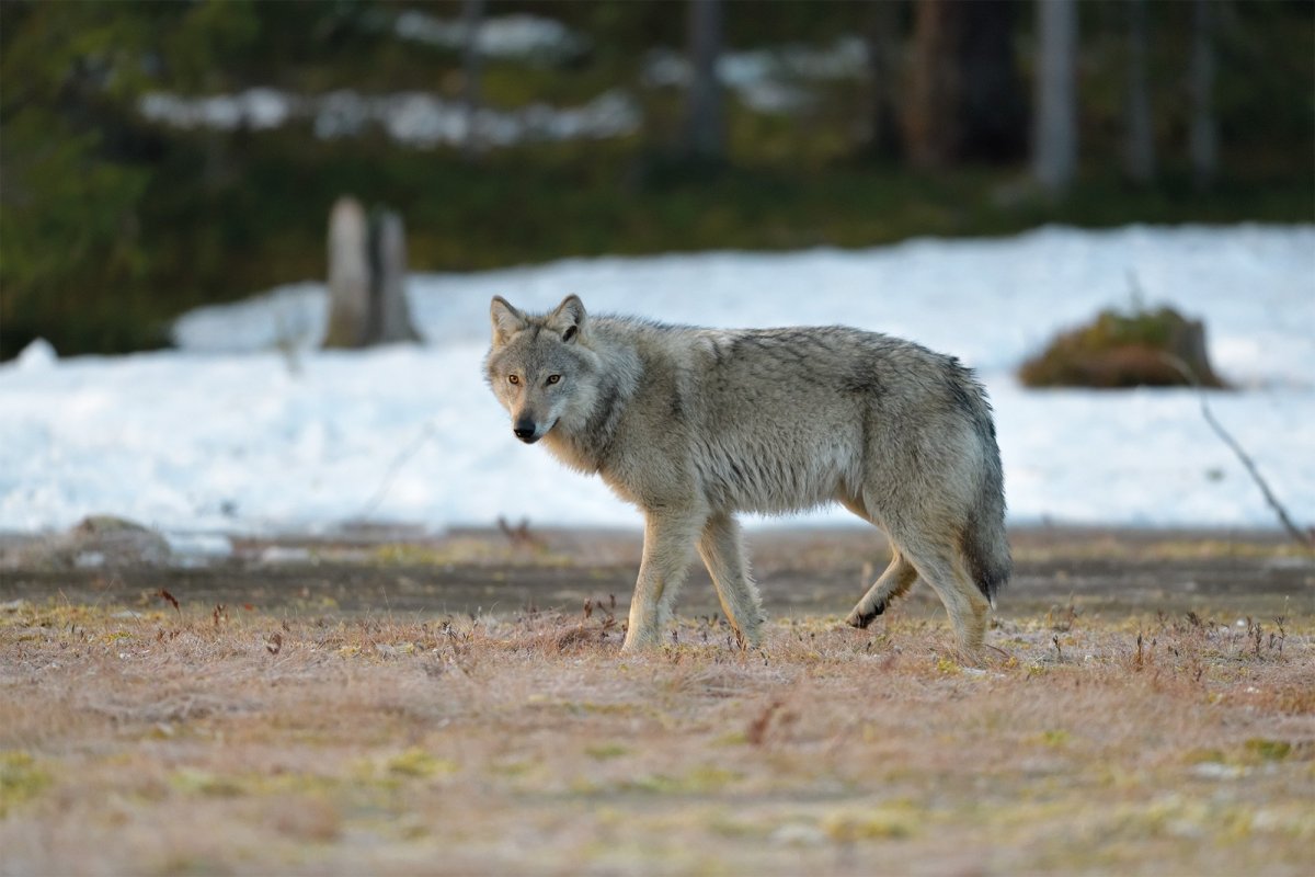 Ильменский заповедник волк