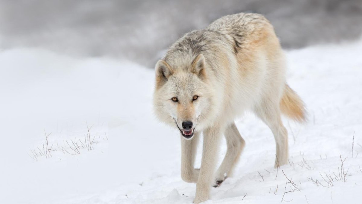 Тундровый Арктический волк