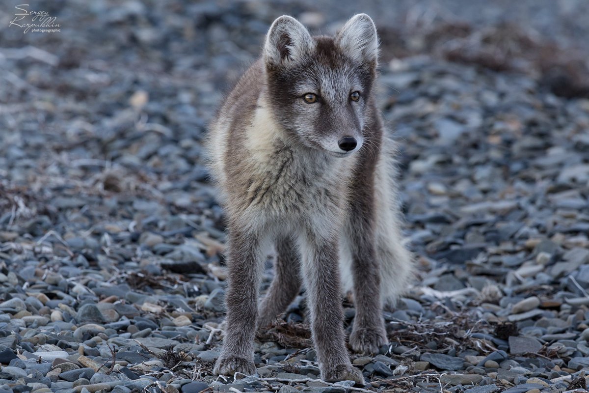 Песец Таймыр