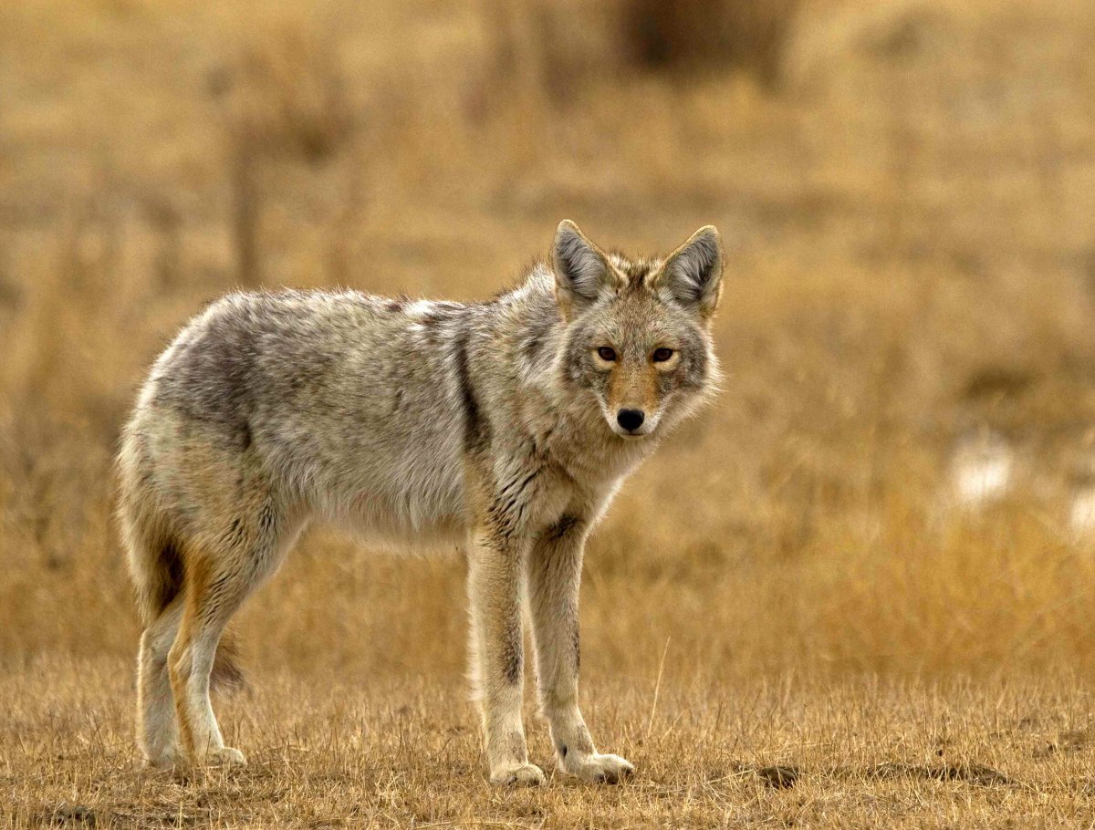 Степной волк Казахстана