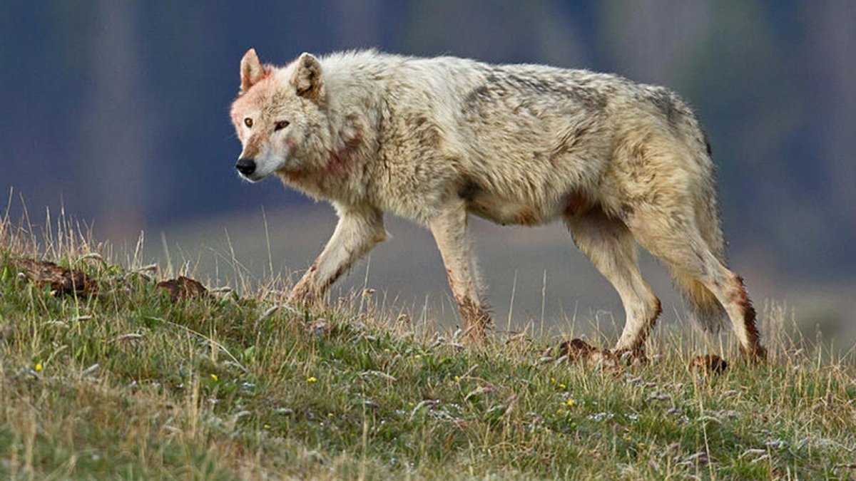 Арктический песец