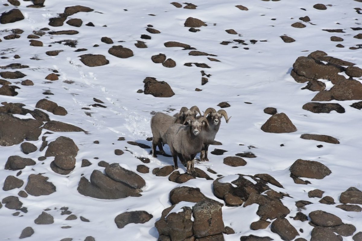 Мелвильский островной волк и Тундровый волк