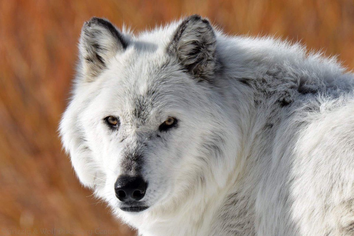 Светлый волк