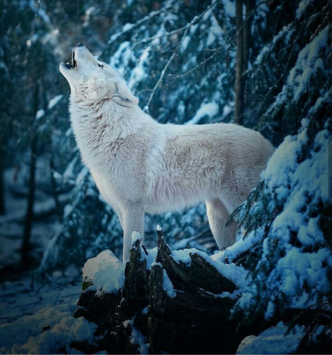 Белый Аляскинский волка