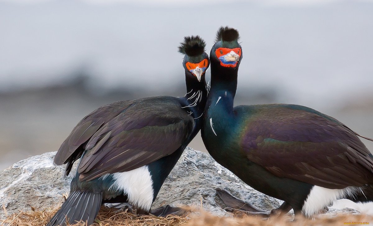 Северная олуша птенец
