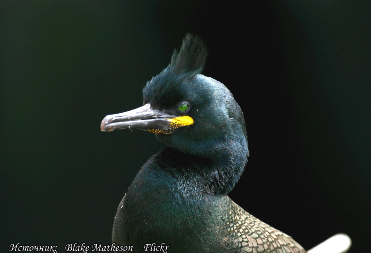 Хохлатый Баклан Phalacrocorax Aristotelis