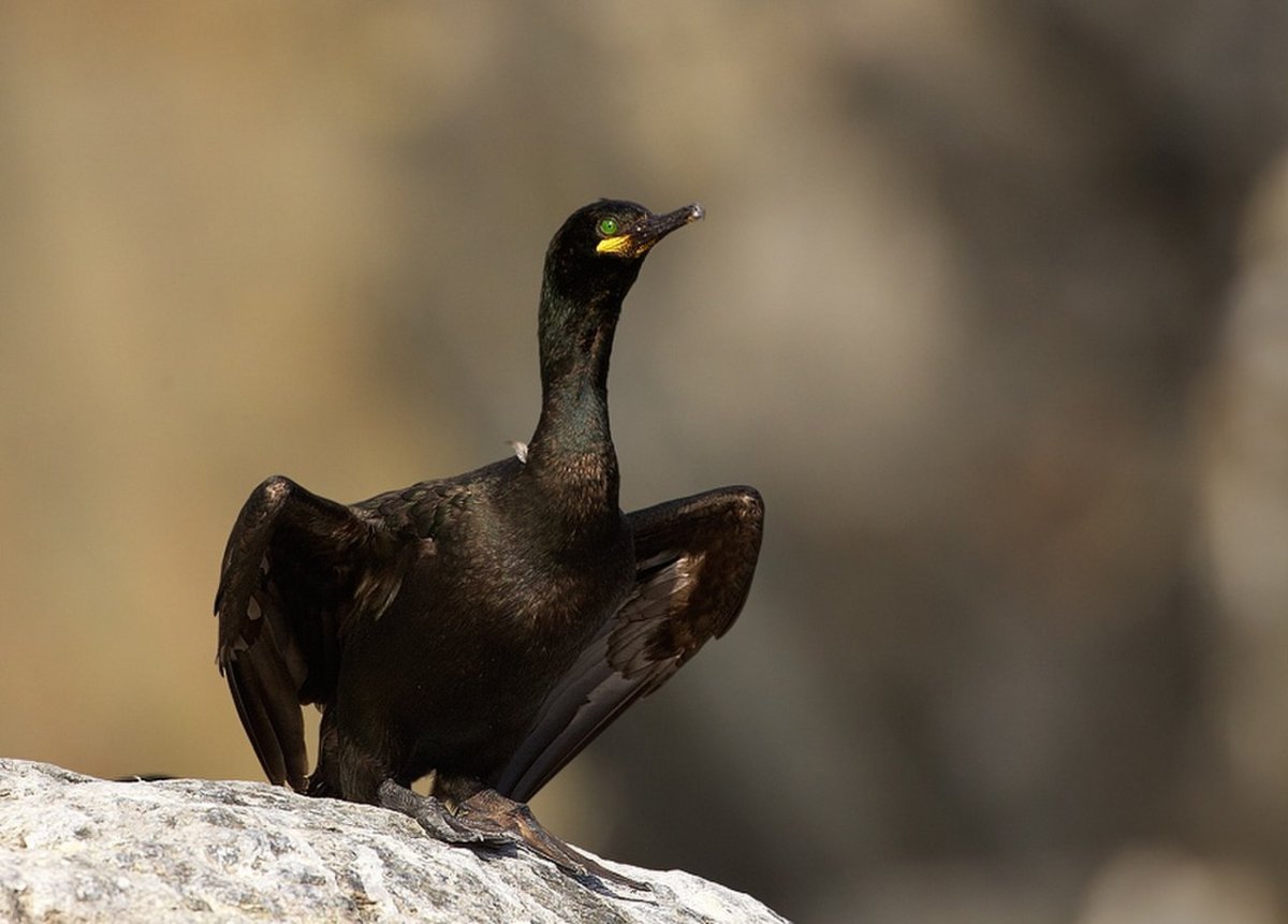Баклан в дельте Волги