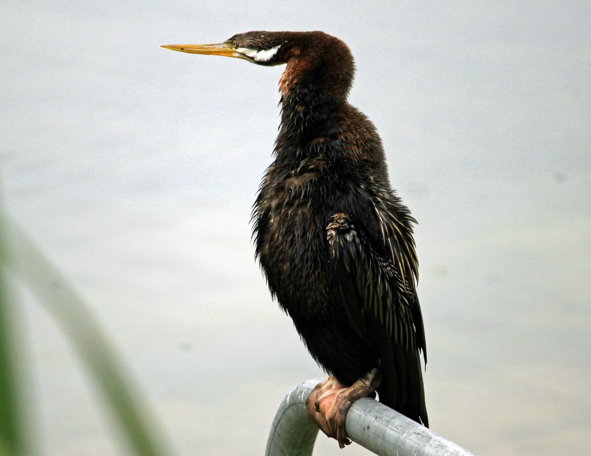 Черноморский Баклан черный