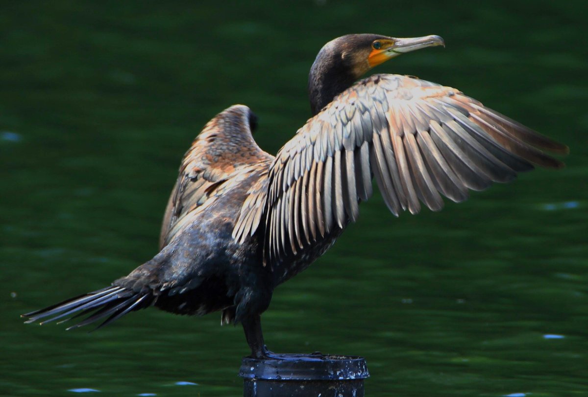 Корморан Баклан