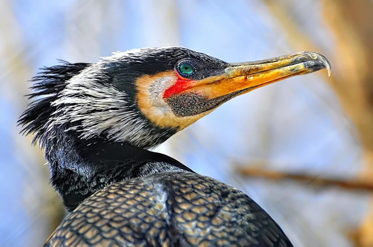Бакланы на Байкале