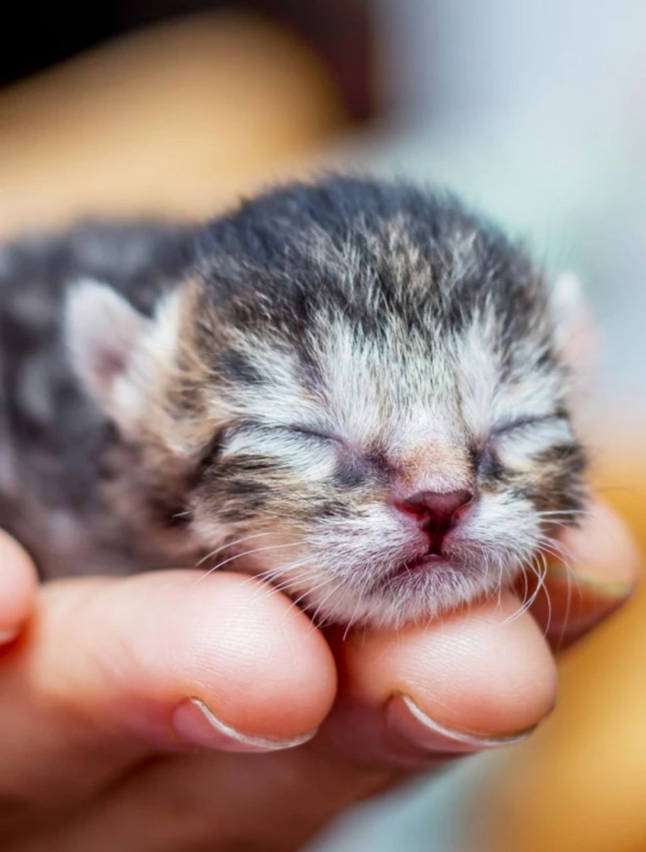 Слепые котята