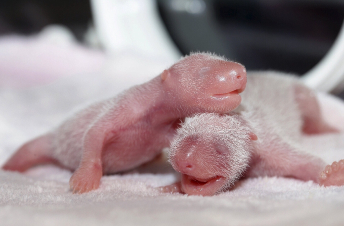 DARKBRILLIANT chatrunate