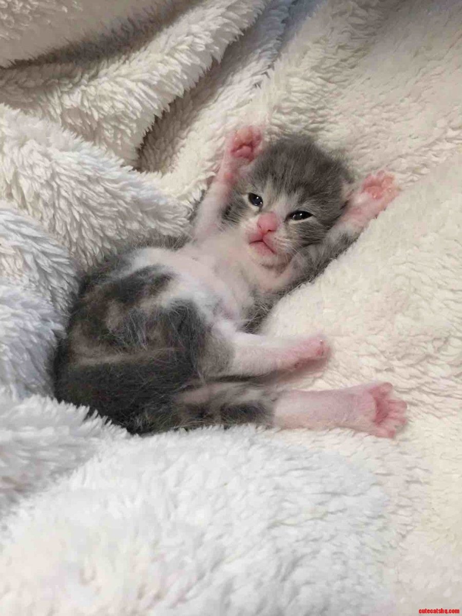 Маленькие котята Новорожденные