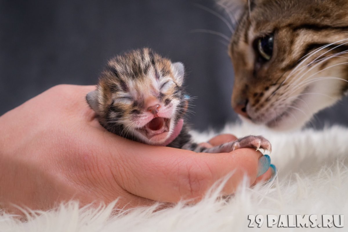 Бенгальские котята Новорожденные