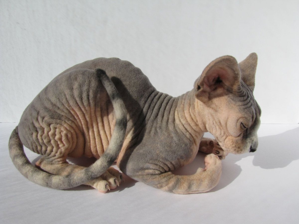 Дальневосточный сфинкс с шерстью