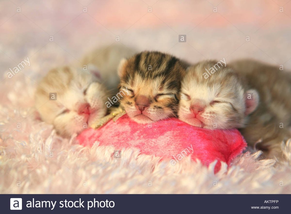 Новорожденный котенок