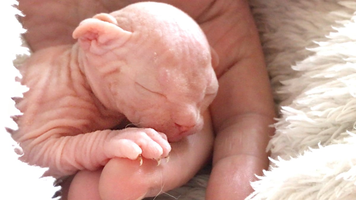 Новорожденные котята сфинксов