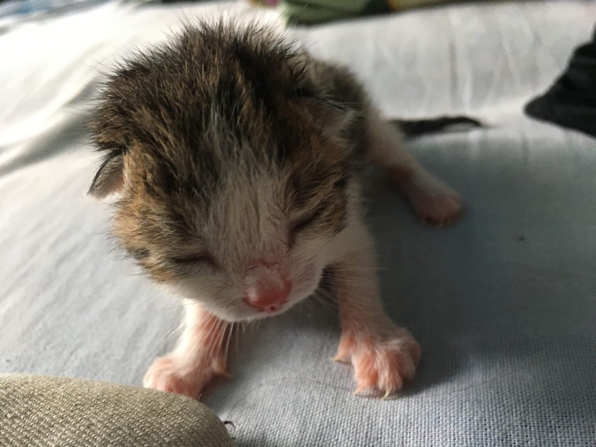 Новорожденный котенок на ладошке