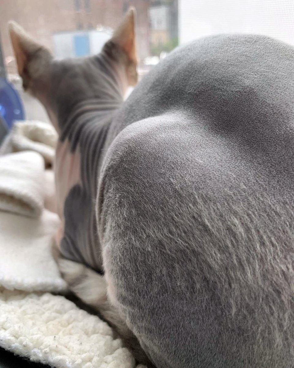 Джаспер безглазый сфинкс