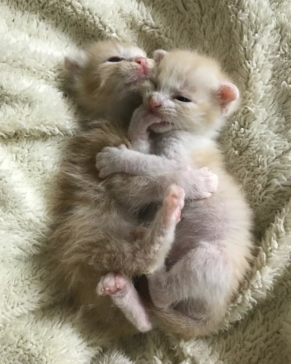 Новорожденные котята