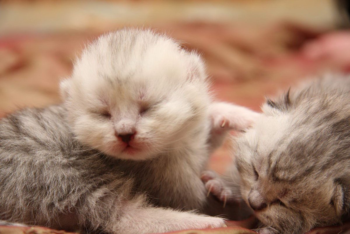 Новорожденные котята вислоухие