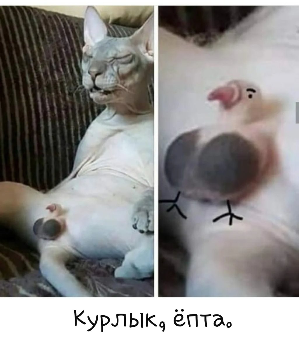 Кот облысел на половину