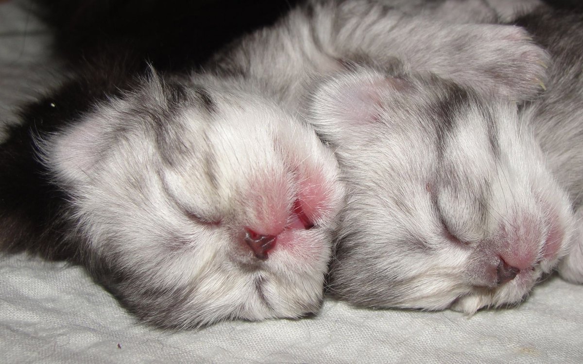 Маленькие котята которые только