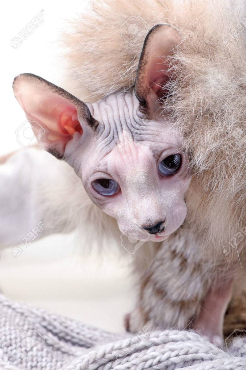 Страшный кот порода