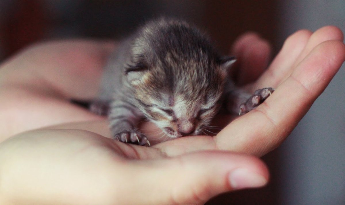 Милые котята