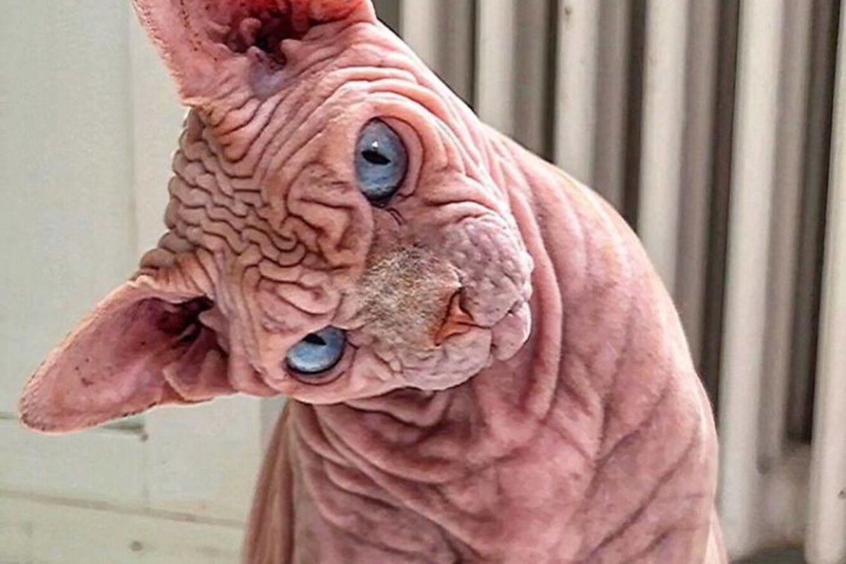 Страшные породы кошек