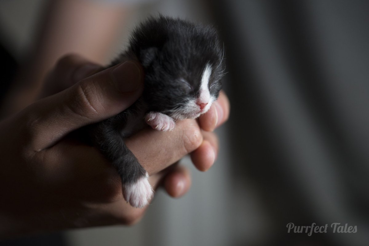 Кошки маленькие милые